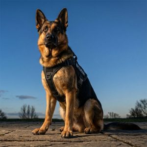 Watchdogs: One Concept, Many Meanings